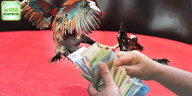Mách bạn mẹo chơi chọi gà thắng cực lớn